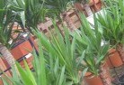 Broadmereplant-nursery-10.jpg; ?>